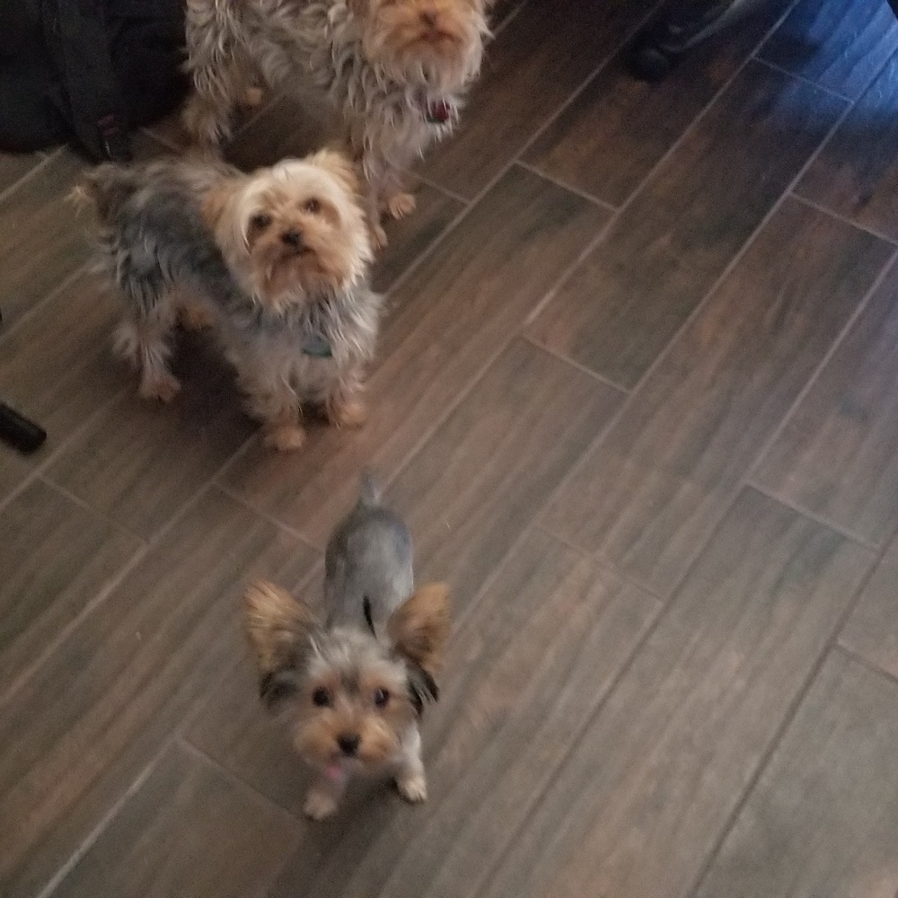 Meet your Posher, Bernice